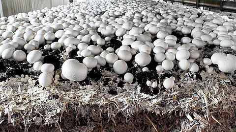Agriculture