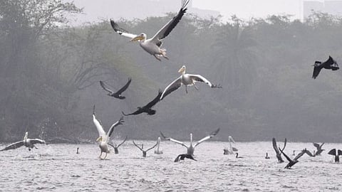 Bird watching Festival