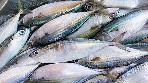 Goa News |Fish