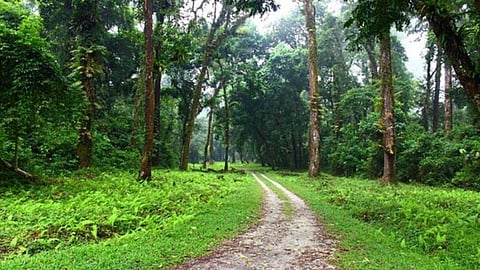 Forest News