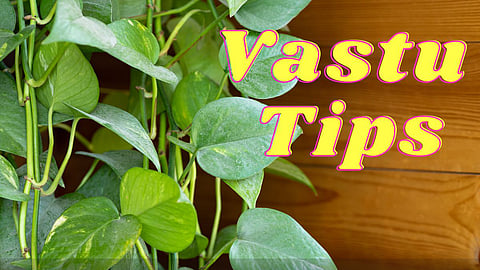 Vastu Tips For Money Plant