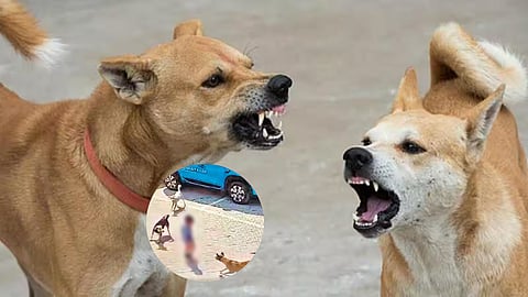 Dog Bite Cases In Goa