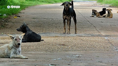 Stray Dogs