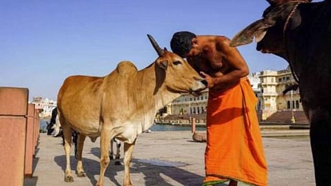 Cow Hug Day