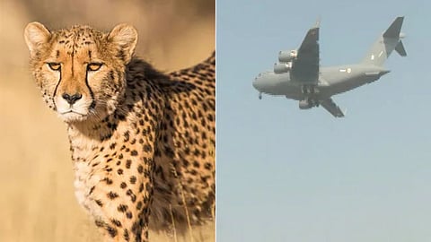 Cheetah