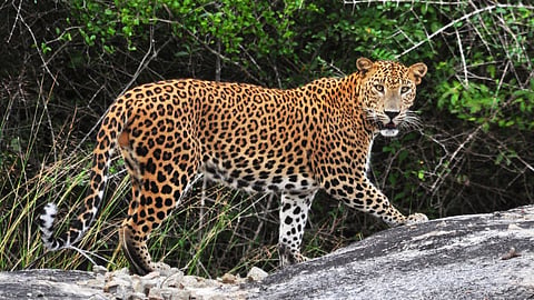 Leopard In Sanquelim