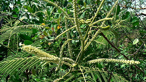 Khair Tree |