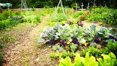 Goa Agriculture |Vegetables