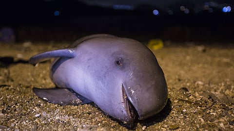 Porpoise Representive Image