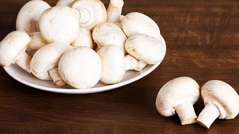 Dhingri Mushroom
