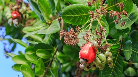 Cashew Cultivation