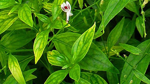 Ayurveda Health Tips