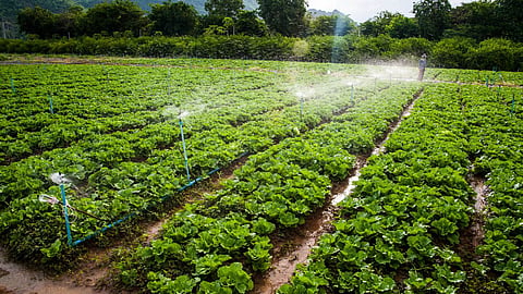 Goa Agriculture