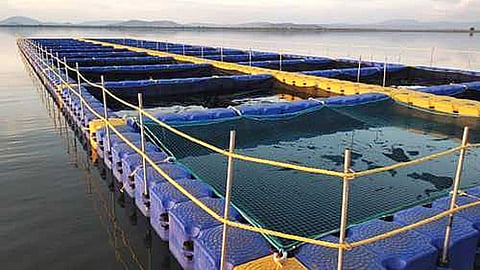 Anjuna Beach |Cage Culture |Fish Farming