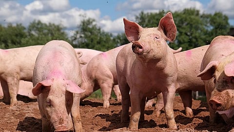 Pig