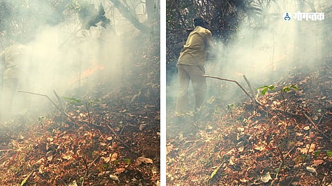 Cashew Plantation Fire