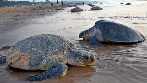 Olive Ridley