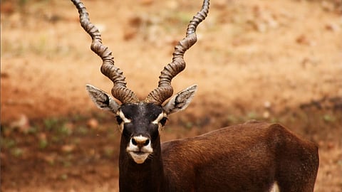Blackbuck