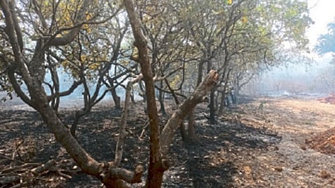 Fire In Pernem