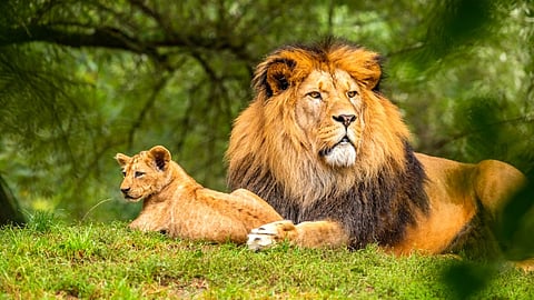 World Wildlife Day 2023