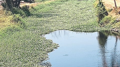 Polluted River Sal