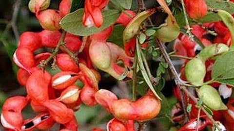 Madras Thorn