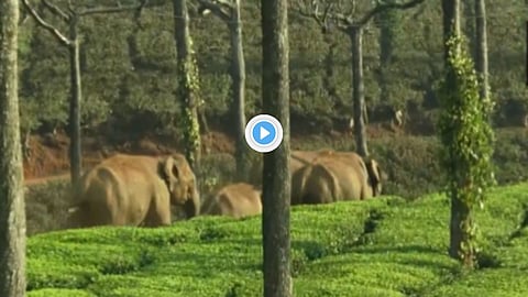 Elephent Video