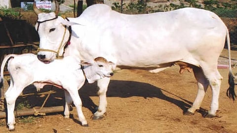 Pastoralists of the Deccan