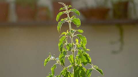 Tulsi Health Tips