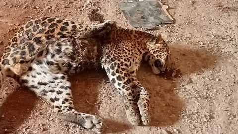 Leopard Death