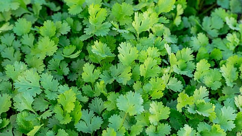 Coriander Benefits