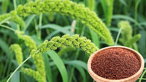 Agriculture
