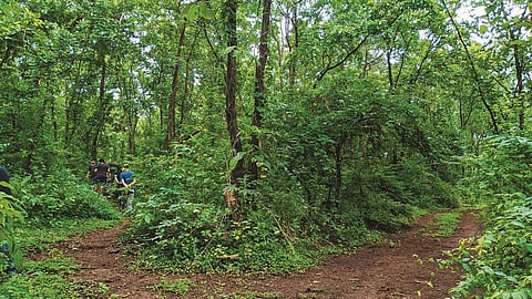 nature