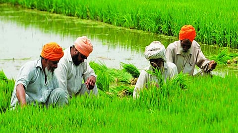 Farmer