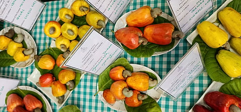 Cashew Festival Goa