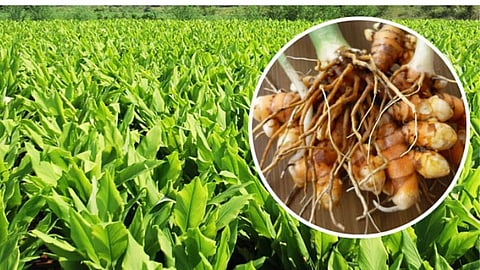Turmeric Crop