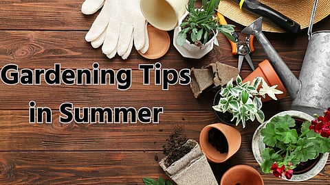 Summer Tips