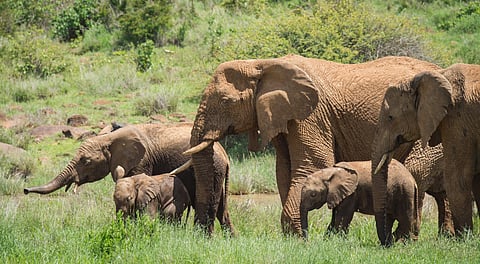 Elephant