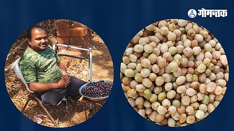 Goas famous wild fruit