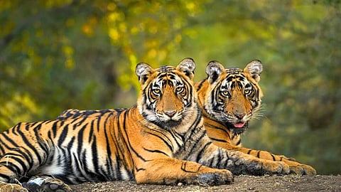 SC on Goa Tiger Reserve Case in Goa