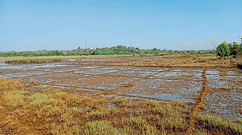 Bicholim Crop Damage