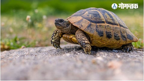 World Turtle Day 2023