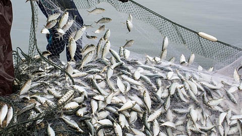 Fishing Ban in Goa