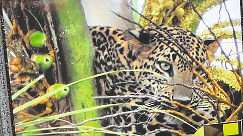 Leopard