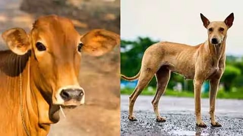 Animals