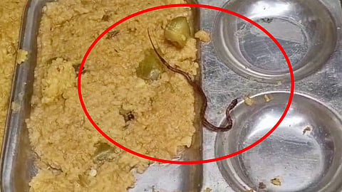 Snake Found in Plate of Student.