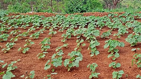 Planting vegetables