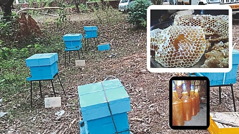Honey Bee Farming