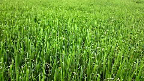 Goa Agriculture
