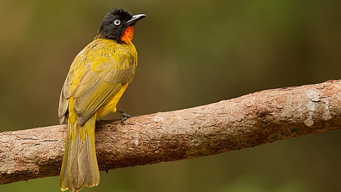 Goa State Bird